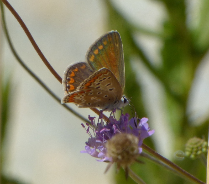 Polyommatus? S, Polyommatus icarus
